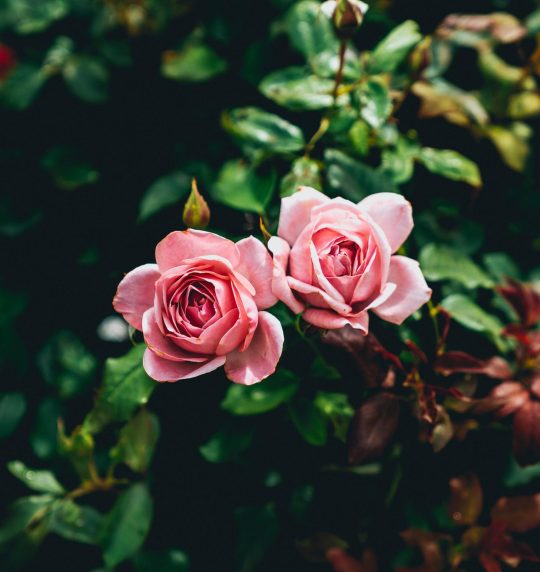 Two Pink Roses
