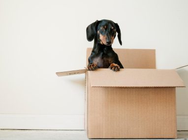 Dog In Moving Box