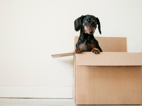 Dog In Moving Box